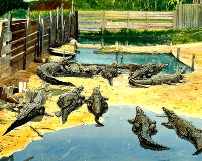 Alligator Farm in 1907 art print