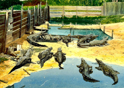 A Florida Alligator Farm in 1907 Art Print (7 Sizes) - Premium Print
