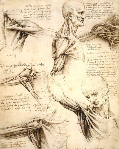 Anatomical Studies of the Shoulder art print by Leonardo da Vinci (1510)