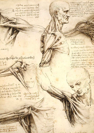 Anatomical Studies of the Shoulder 1510 by Leonardo da Vinci Art Print (6 Sizes)