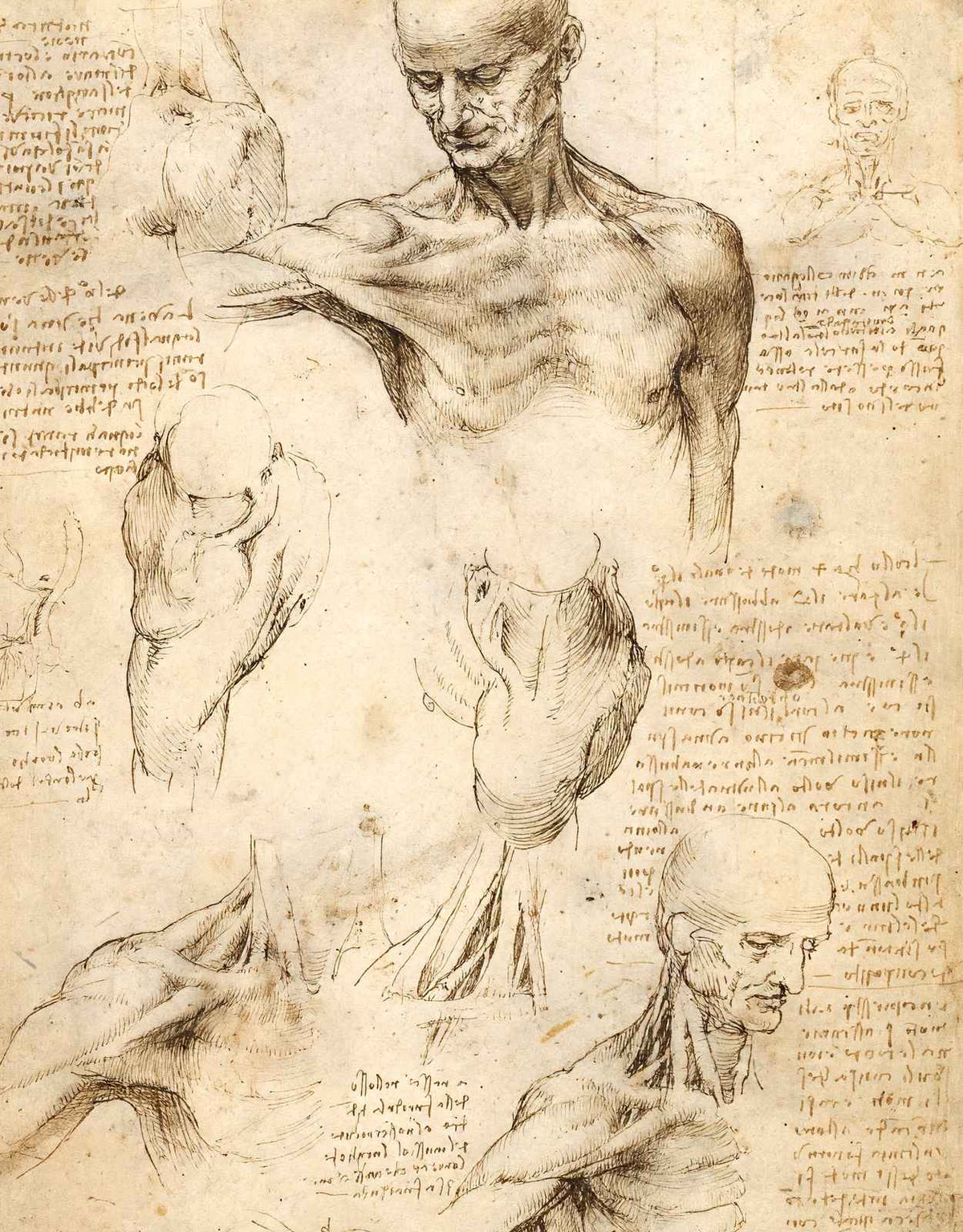 Anatomical Studies of a Male Shoulder 1509 by da Vinci Art Print (6 Sizes)