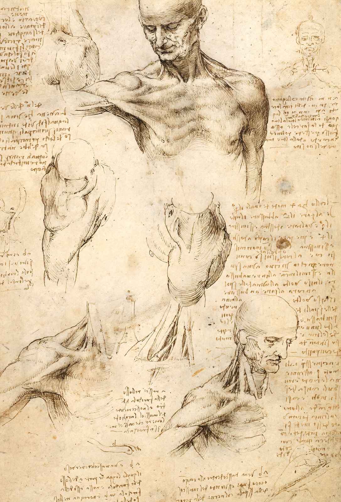 Anatomical Studies of a Male Shoulder 1509 by da Vinci Art Print (6 Sizes)
