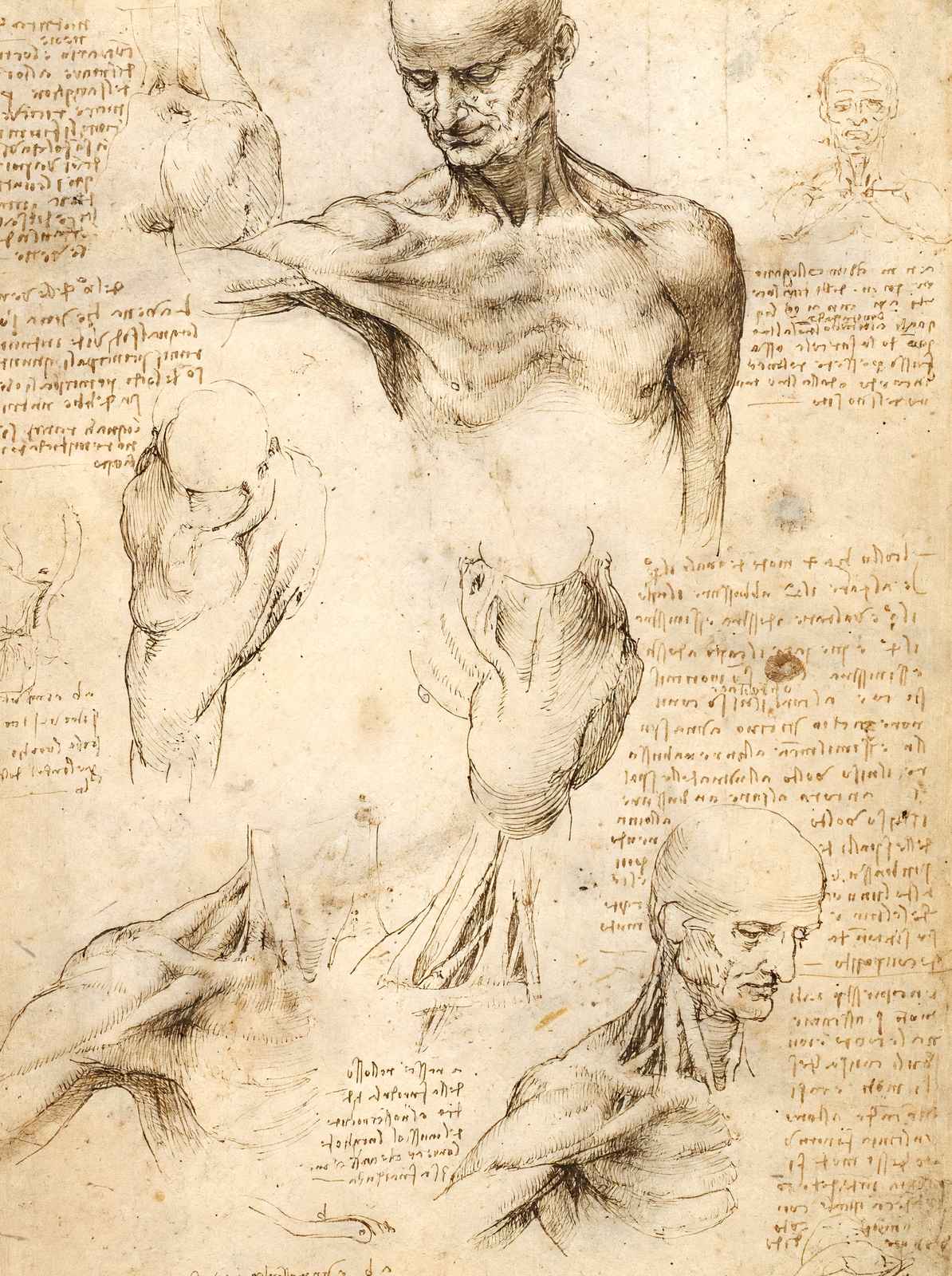 Anatomical Studies of a Male Shoulder 1509 by da Vinci Art Print (6 Sizes)