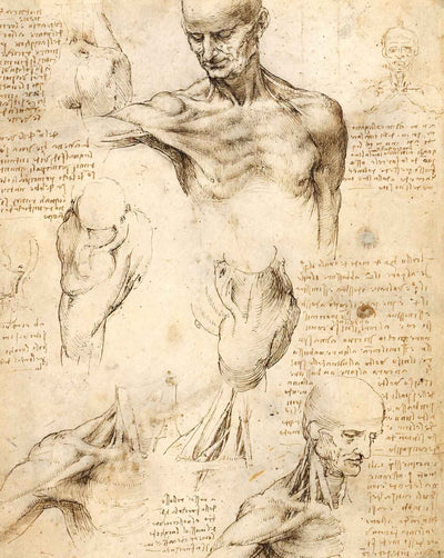 Anatomical Studies of a Male Shoulder painting by Leonardo da Vinci (1509)