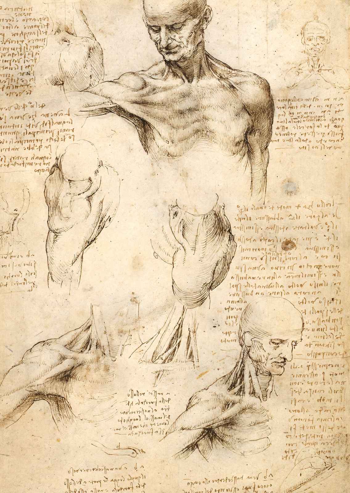 Anatomical Studies of a Male Shoulder 1509 by da Vinci Art Print (6 Sizes)