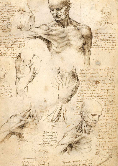 Anatomical Studies of a Male Shoulder 1509 by da Vinci Art Print (6 Sizes)