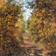 A Path in the Woods