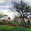 Apple Trees at Pontoise art print by Camille Pissarro (1868)
