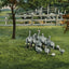 Baby Ostriches Hot Springs AR in 1907 Vintage Print (7 Sizes) - High Quality