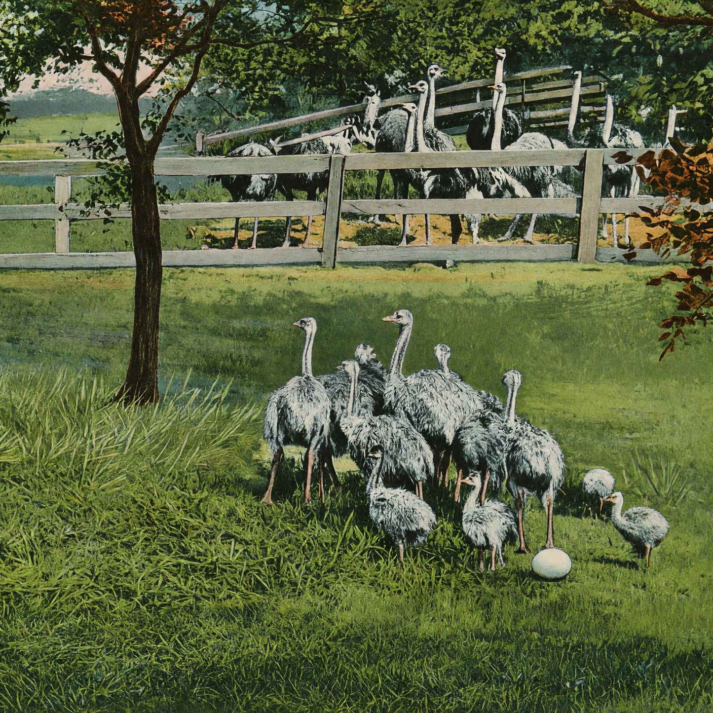 Baby Ostriches Hot Springs AR in 1907 Vintage Print (7 Sizes) - High Quality