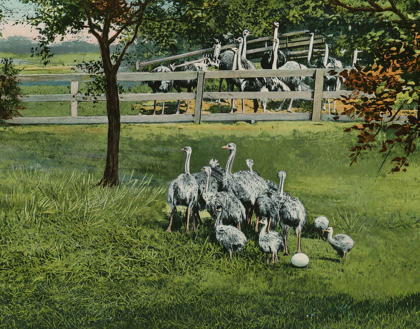 Baby Ostriches Hot Springs AR in 1907 Vintage Print (7 Sizes) - High Quality