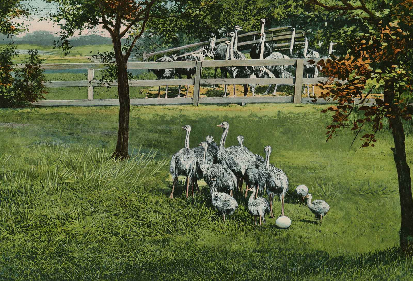 Baby Ostriches Hot Springs AR in 1907 Vintage Print (7 Sizes) - High Quality