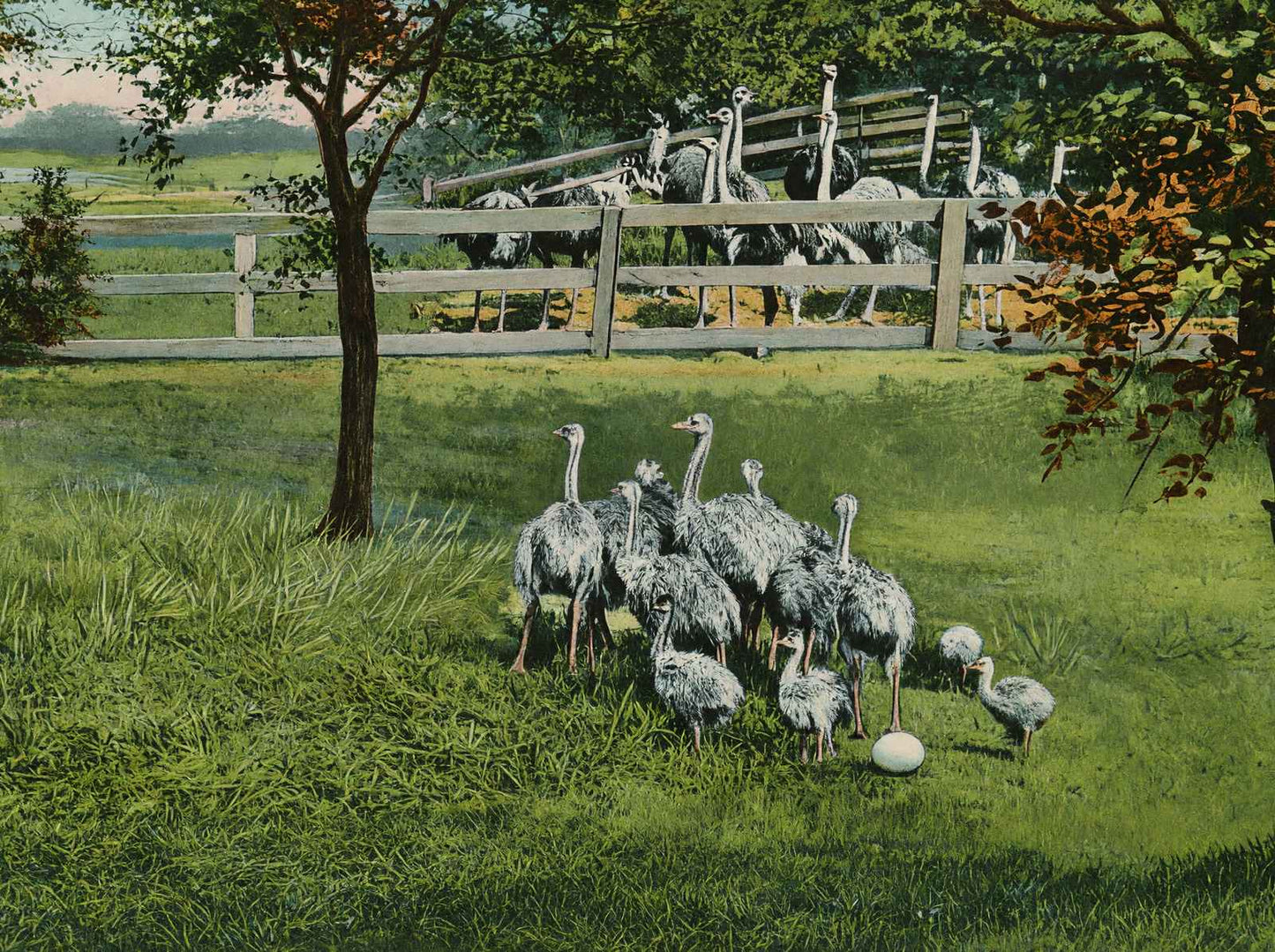 Baby Ostriches Hot Springs AR in 1907 Vintage Print (7 Sizes) - High Quality