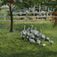 Baby Ostriches