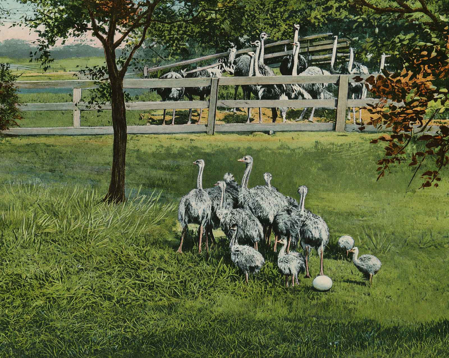 Baby Ostriches
