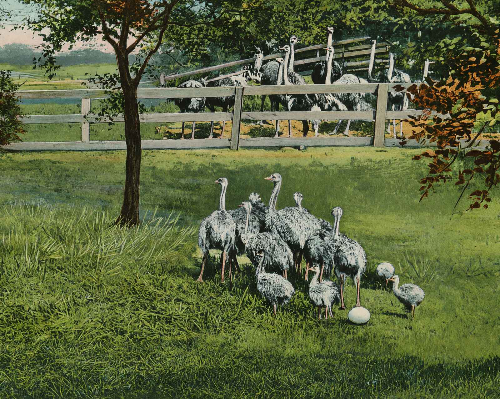 Baby Ostriches