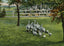 Baby Ostriches Hot Springs AR in 1907 Vintage Print (7 Sizes) - High Quality