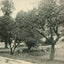 A Beauty Spot Plymouth NH in 1905 Vintage Print (7 Sizes) - Restored