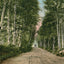 Lovers Lane Gale River Road Bethlehem NH in 1911 Vintage Print (7 Sizes)