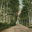 Lovers Lane Gale River Road Bethlehem NH in 1911 Vintage Print (7 Sizes)