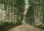 Lovers Lane Gale River Road Bethlehem NH in 1911 Vintage Print (7 Sizes)