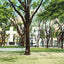 Bienville Square Mobile Alabama in 1905 Vintage Print (7 Sizes) - High Quality