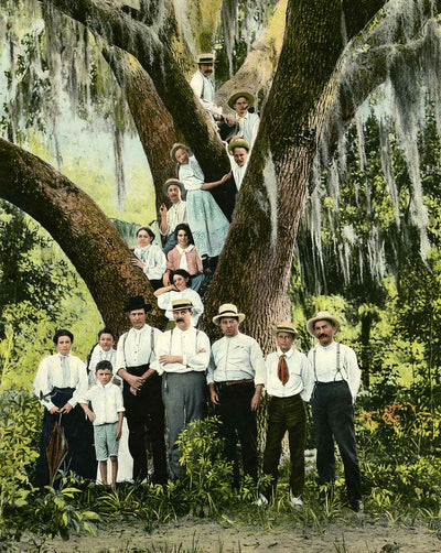 Big Oak in South Jacksonville in 1909 vintage print