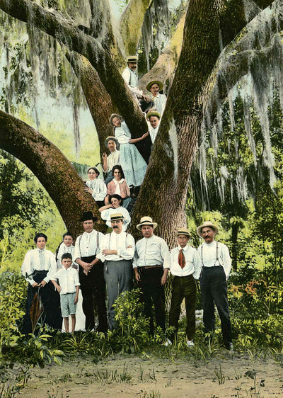 Big Oak South Jacksonville FL in 1909 Vintage Print (7 Sizes) - High Quality