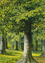 Bit of Beechwood Cherokee Park Louisville in 1907 Art Print (7 Sizes)