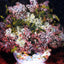 Bouquet of Flowers 1878 Painting by Pierre-Auguste Renoir Art Print (6 Sizes)