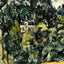 Castle of Marines Art Print 1890 Painting by Paul Cezanne (6 Sizes)