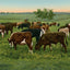 Cattle Grazing in 1906 Vintage Print (7 Sizes) - High Quality