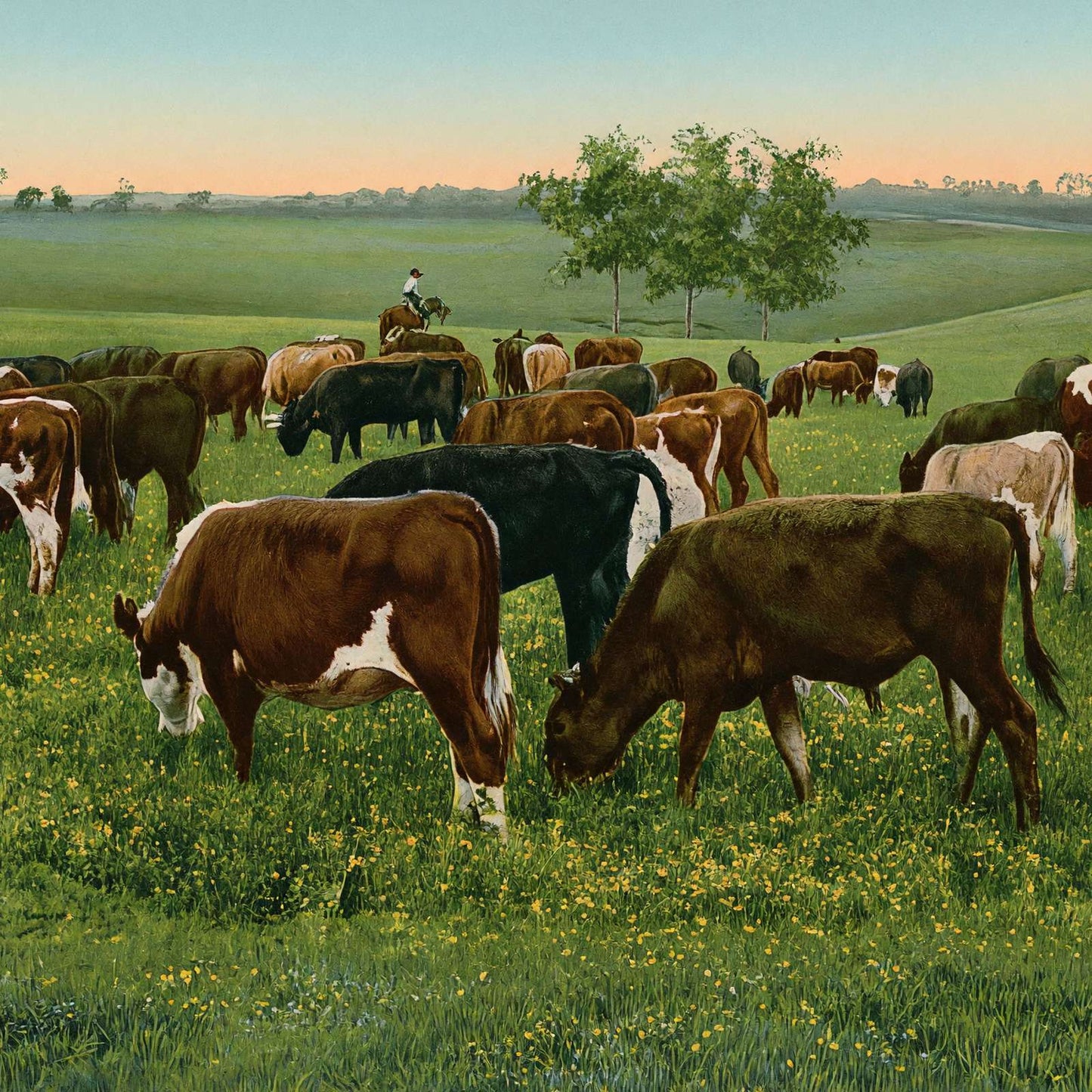 Cattle Grazing in 1906 Vintage Print (7 Sizes) - High Quality