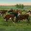 Cattle Grazing in 1906 Vintage Print (7 Sizes) - High Quality
