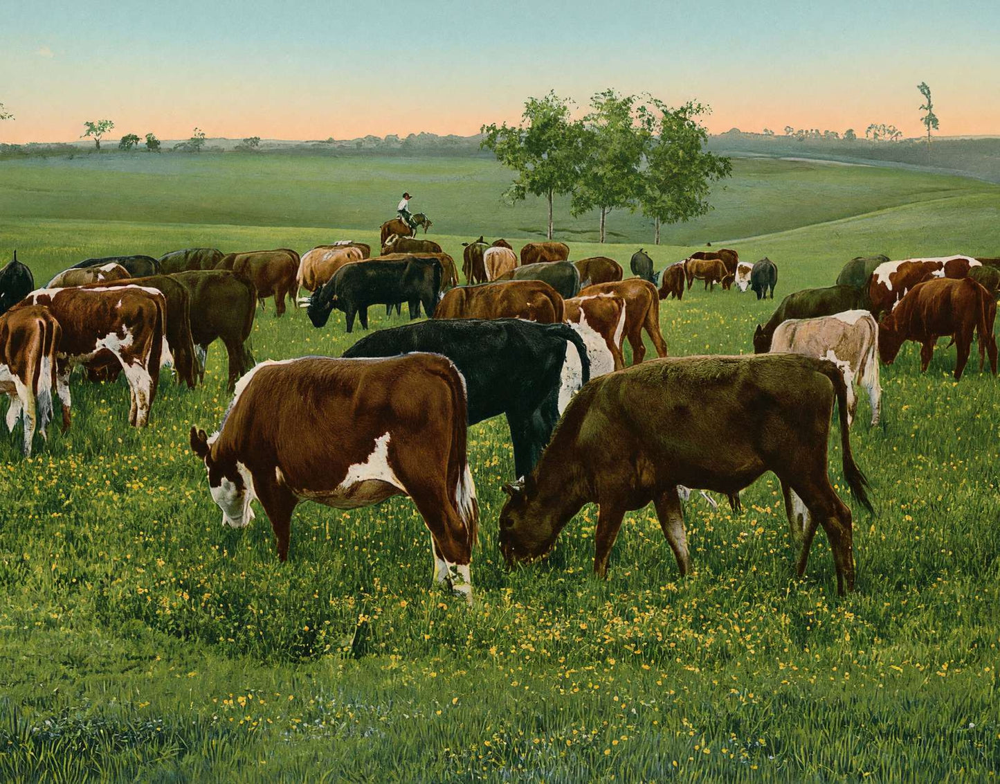 Cattle Grazing in 1906 Vintage Print (7 Sizes) - High Quality