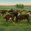 Cattle Grazing in 1906 Vintage Print (7 Sizes) - High Quality