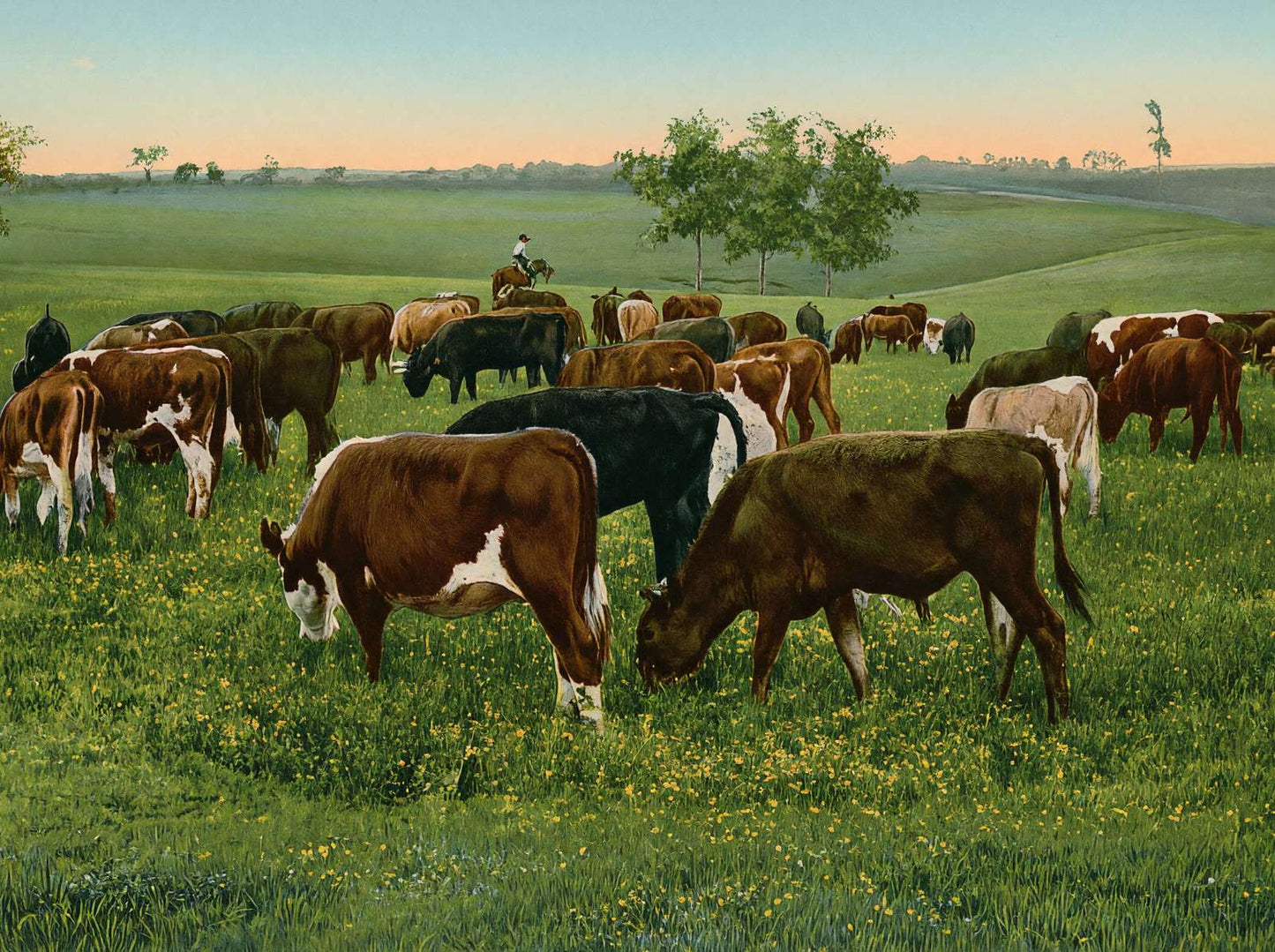 Cattle Grazing in 1906 Vintage Print (7 Sizes) - High Quality