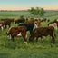 Cattle Grazing in 1906 vintage print