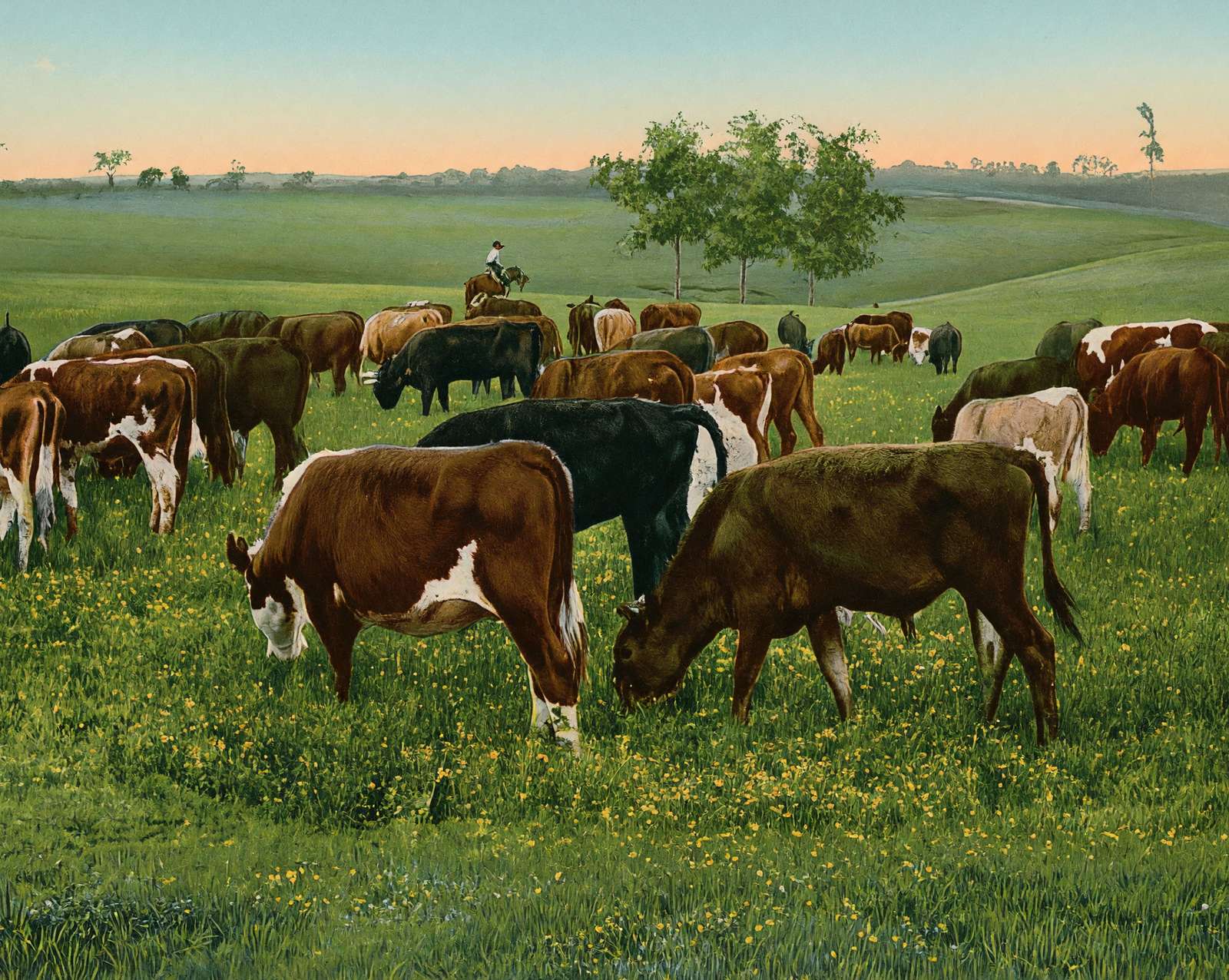 Cattle Grazing in 1906 vintage print