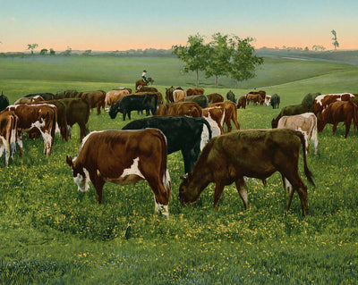 Cattle Grazing in 1906 vintage print