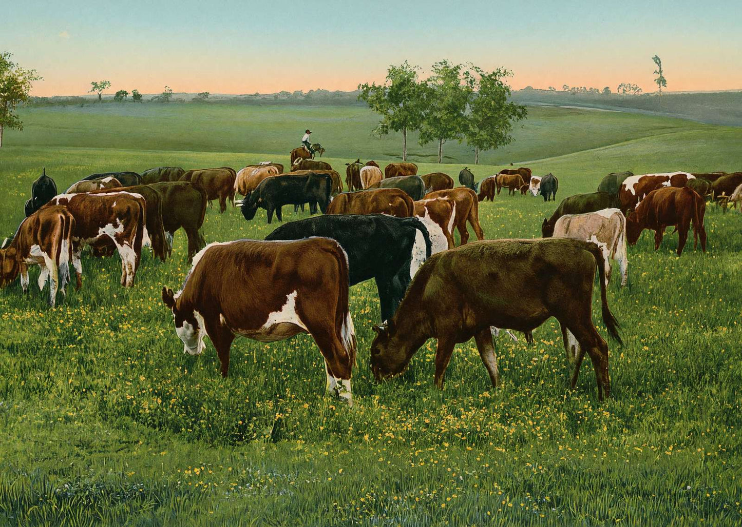 Cattle Grazing in 1906 Vintage Print (7 Sizes) - High Quality
