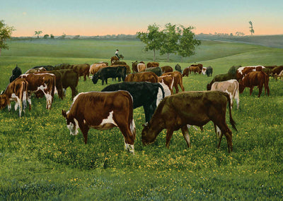 Cattle Grazing in 1906 Vintage Print (7 Sizes) - High Quality