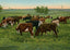 Cattle Grazing in 1906 Vintage Print (7 Sizes) - High Quality