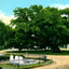 Old Oak Tree Magnolia Cemetery Charleston in 1906 Vintage Print (7 Sizes)