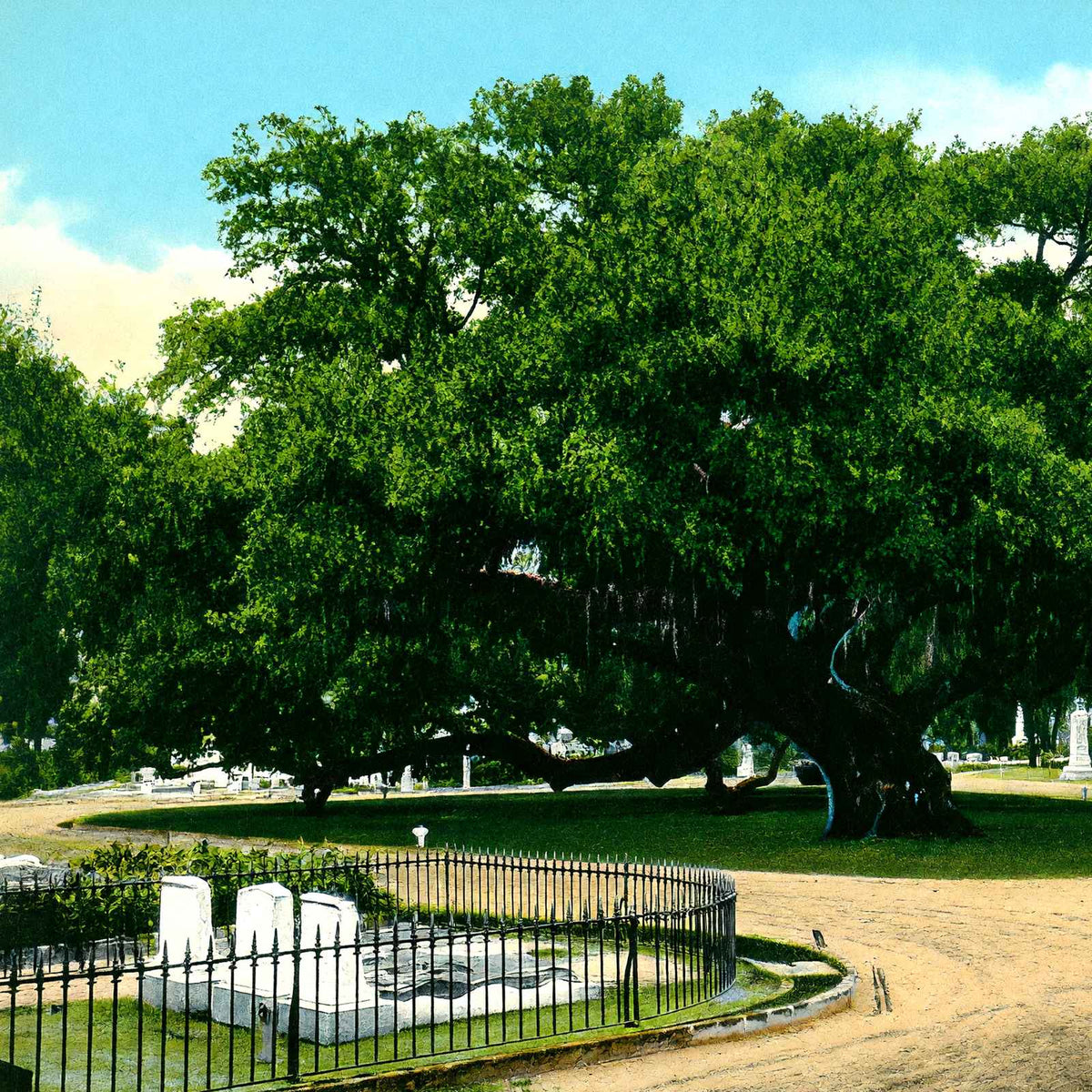 Old Oak Tree Magnolia Cemetery Charleston in 1906 Vintage Print (7 Sizes)