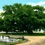 Old Oak Tree Magnolia Cemetery Charleston in 1906 Vintage Print (7 Sizes)