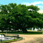 Old Oak Tree Magnolia Cemetery Charleston in 1906 Vintage Print (7 Sizes)