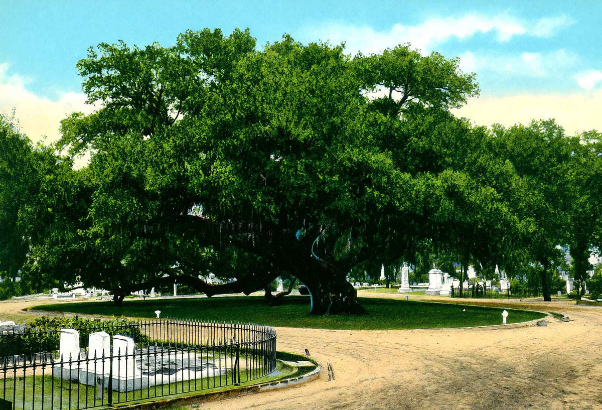 Old Oak Tree Magnolia Cemetery Charleston in 1906 Vintage Print (7 Sizes)