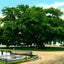 Old Oak Tree Magnolia Cemetery Charleston in 1906 Vintage Print (7 Sizes)