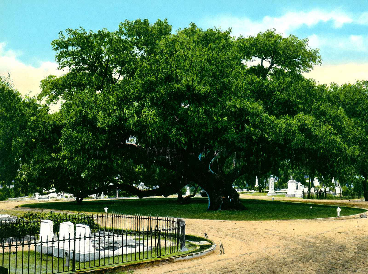 Old Oak Tree Magnolia Cemetery Charleston in 1906 Vintage Print (7 Sizes)